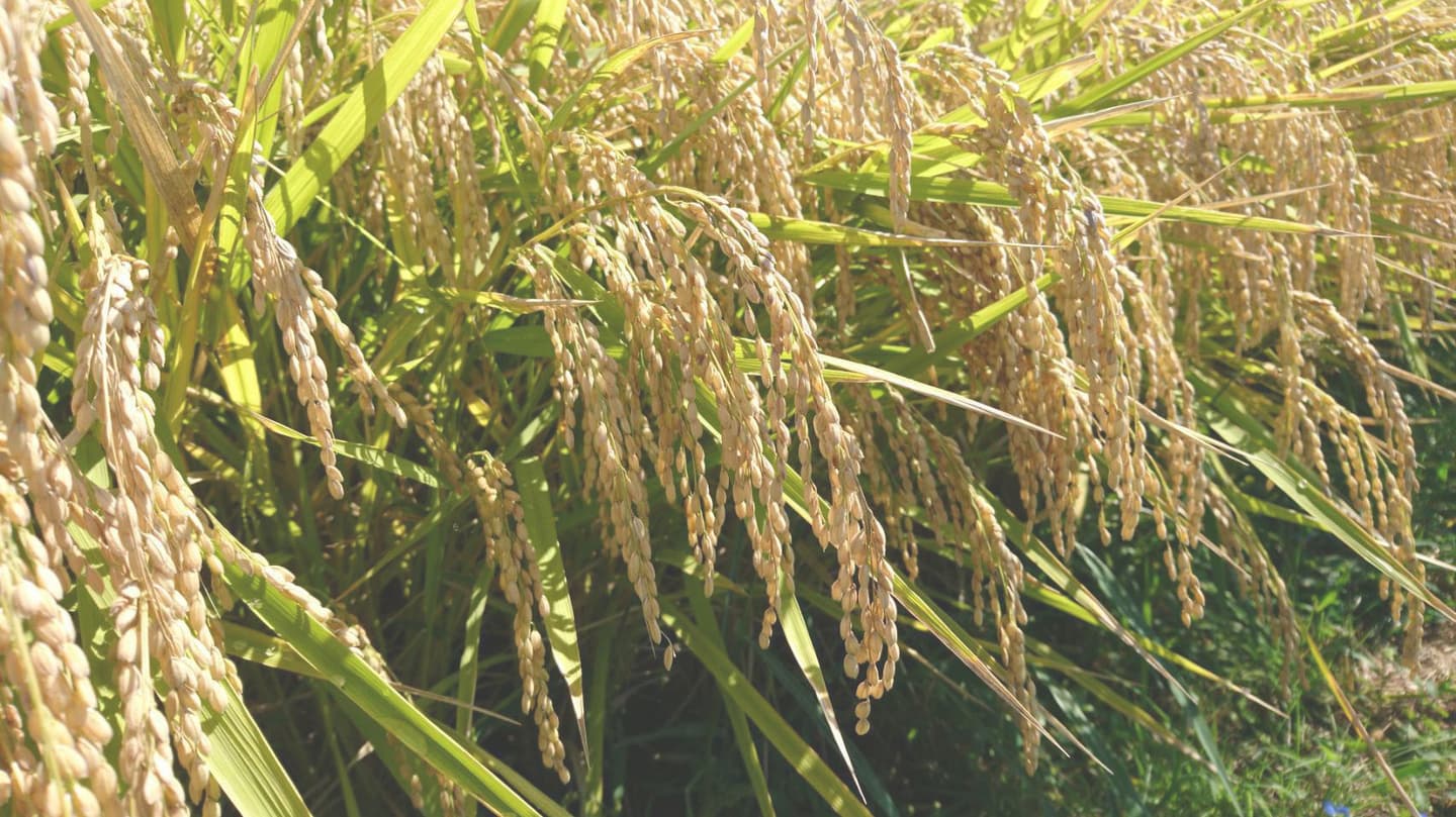 小林農場のお米