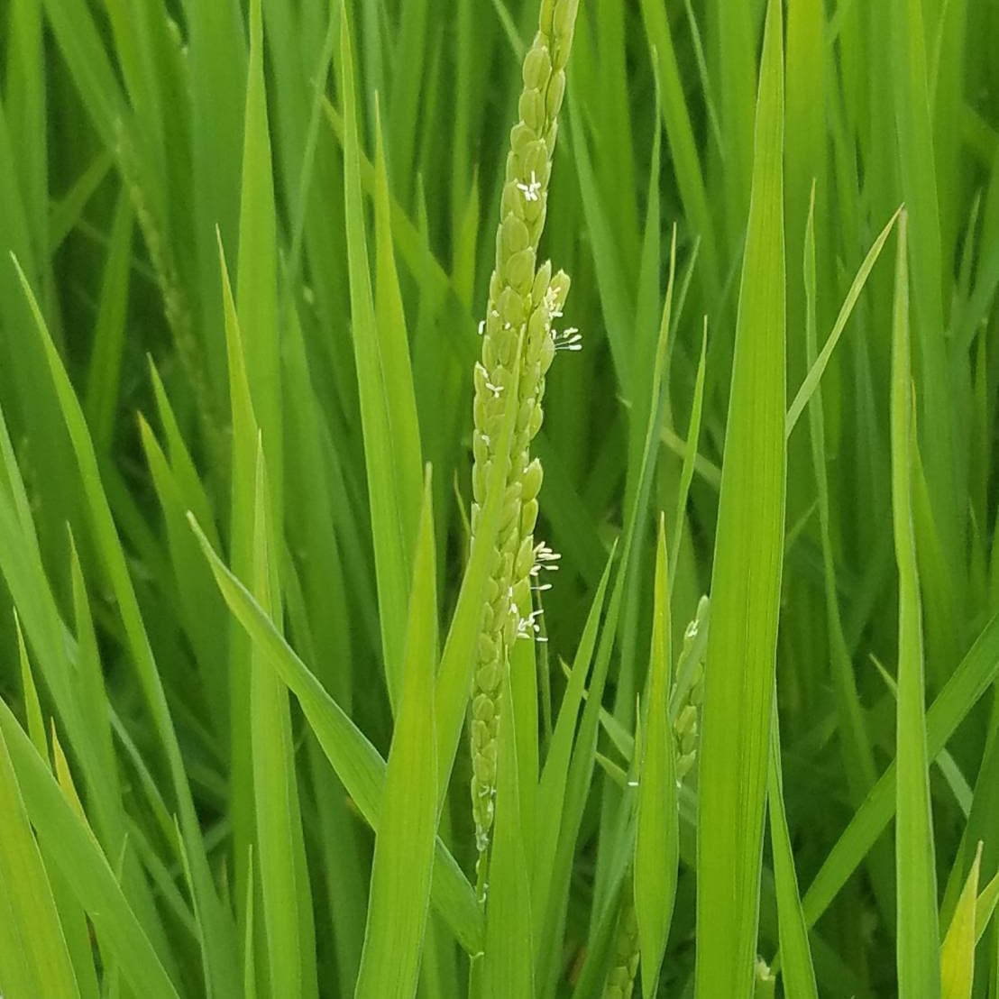 農薬散布は行わない